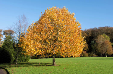 15 TULIP POPLAR TREE Yellow Flower Liriodendron Tulipifera Whitewood Seeds